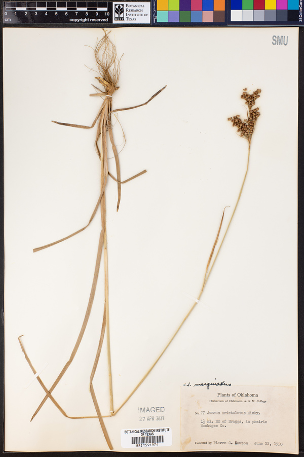 Juncus marginatus image