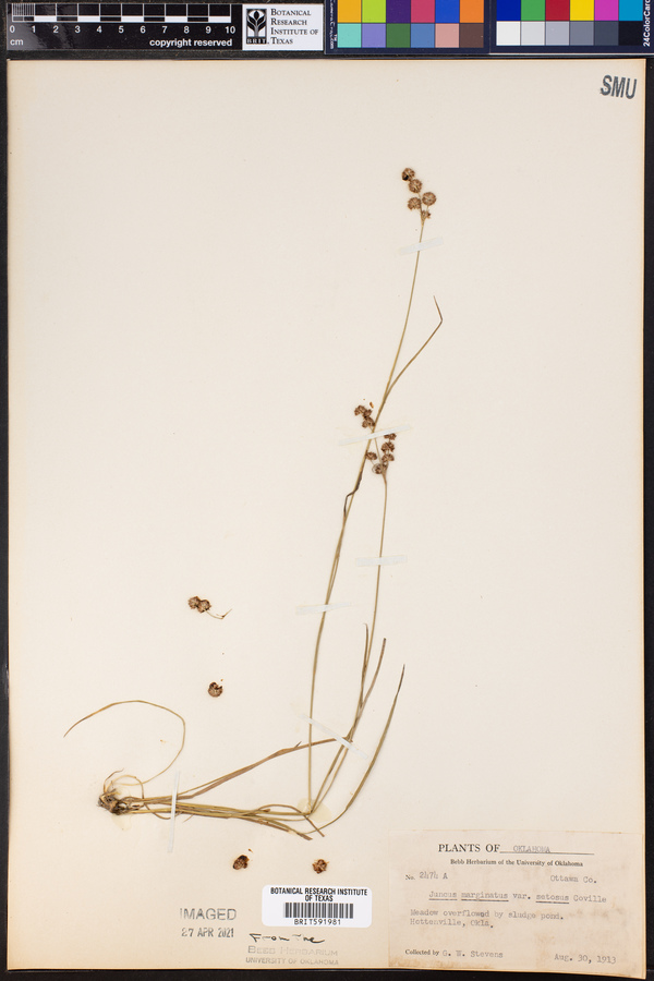 Juncus marginatus image