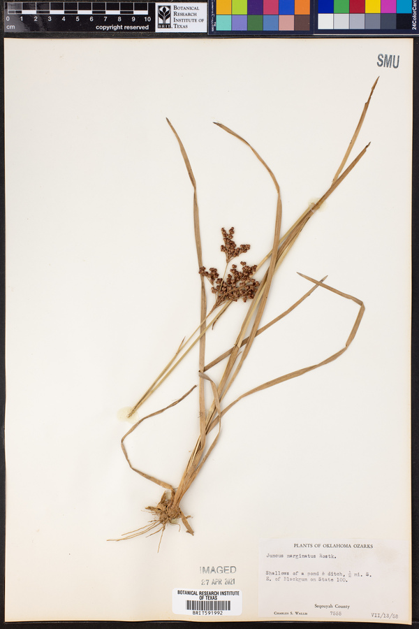 Juncus marginatus image