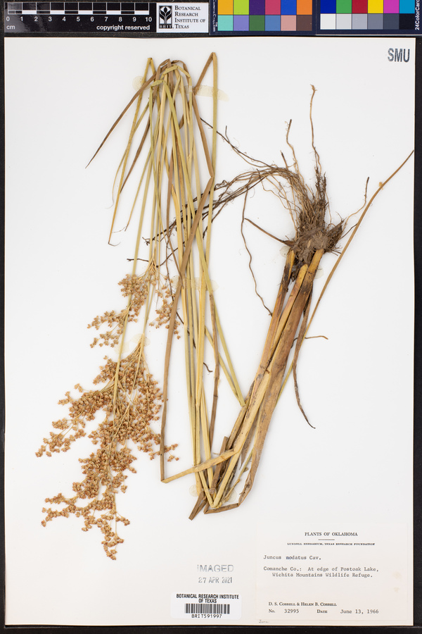 Juncus nodatus image