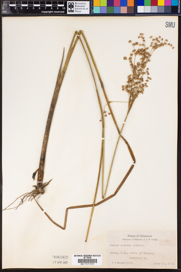 Juncus nodatus image