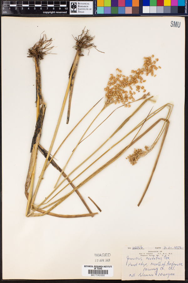 Juncus nodatus image