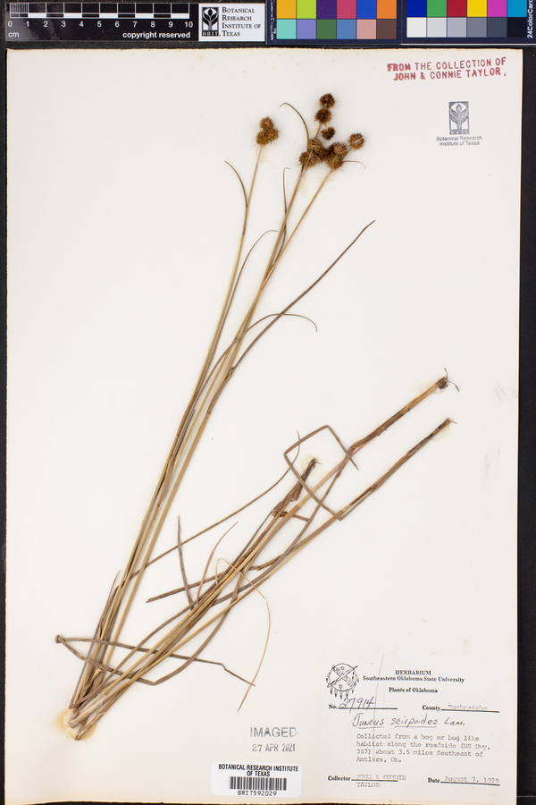 Juncus scirpoides image