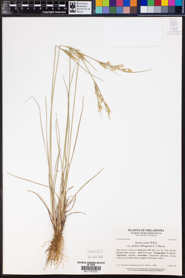 Juncus dudleyi image