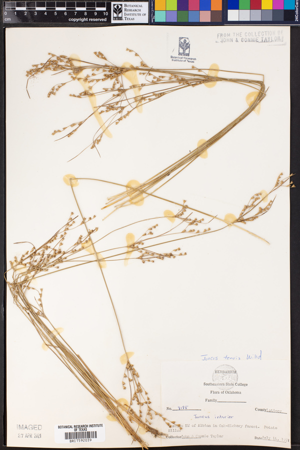 Juncus tenuis image