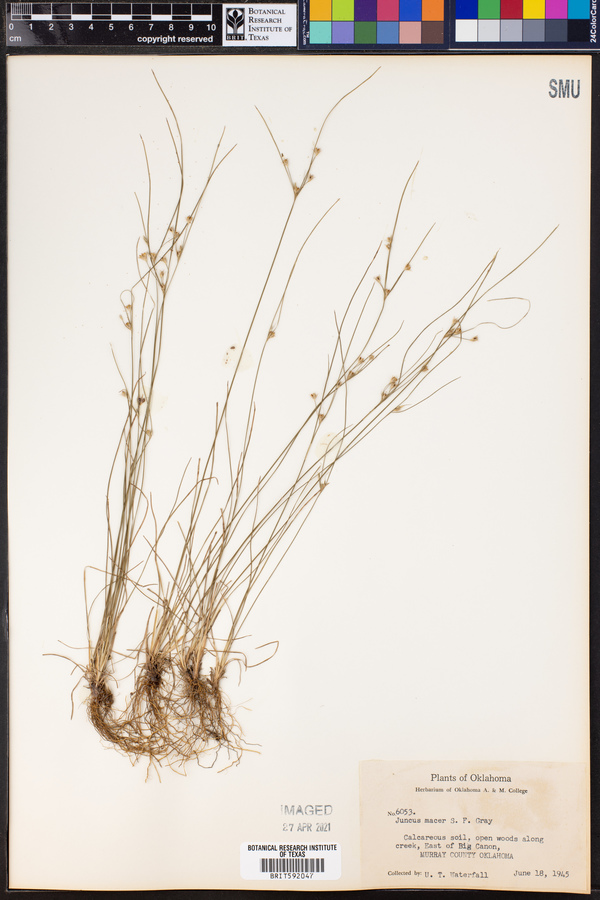 Juncus tenuis image