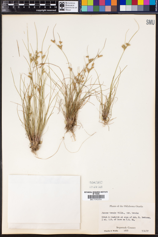 Juncus tenuis var. tenuis image