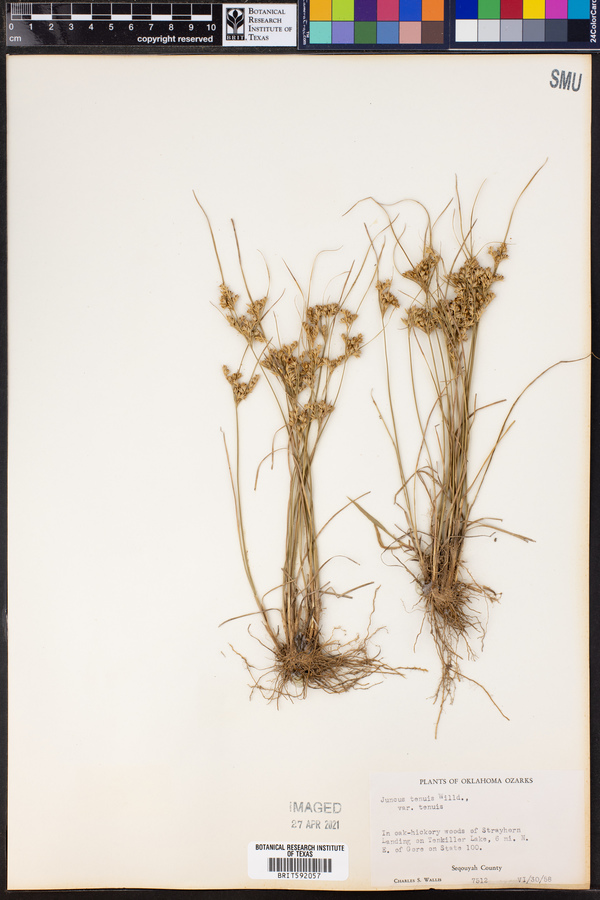Juncus tenuis var. tenuis image