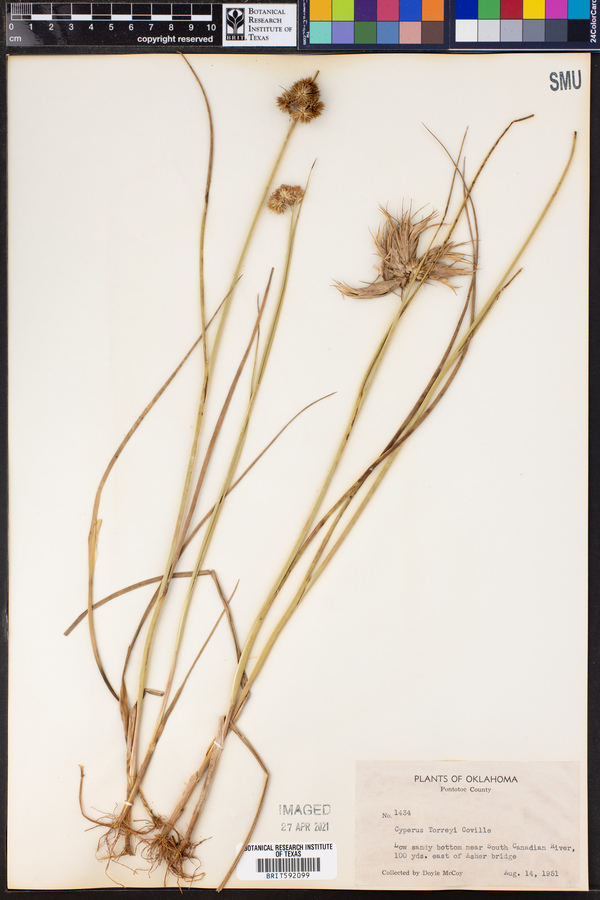 Cyperus torreyi image