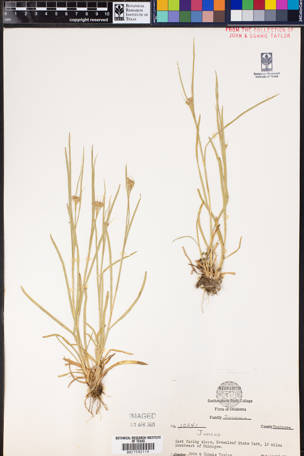 Juncus tenuis image