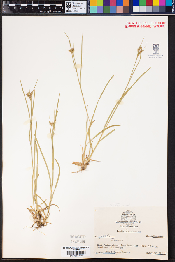 Juncus tenuis image