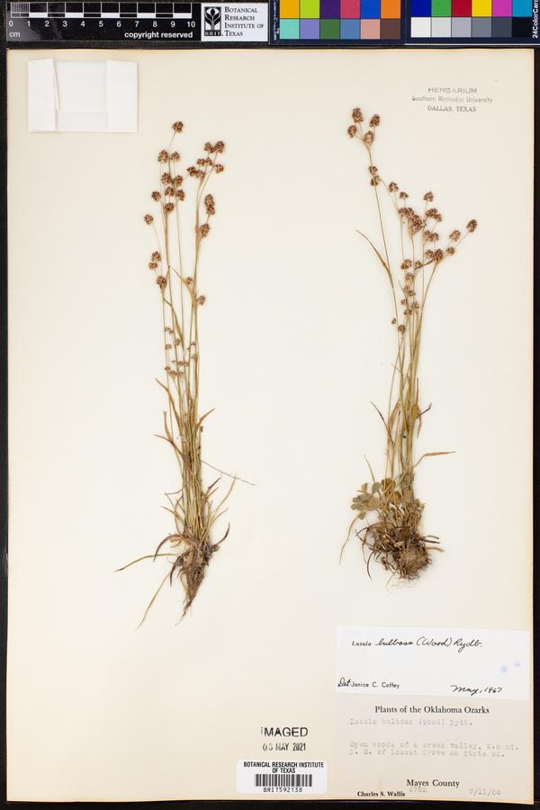 Luzula bulbosa image