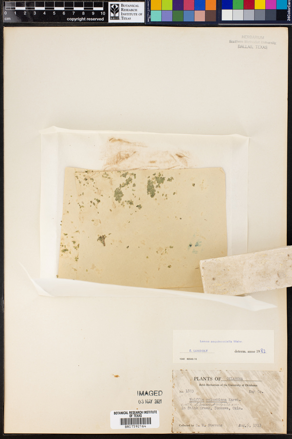 Lemna aequinoctialis image