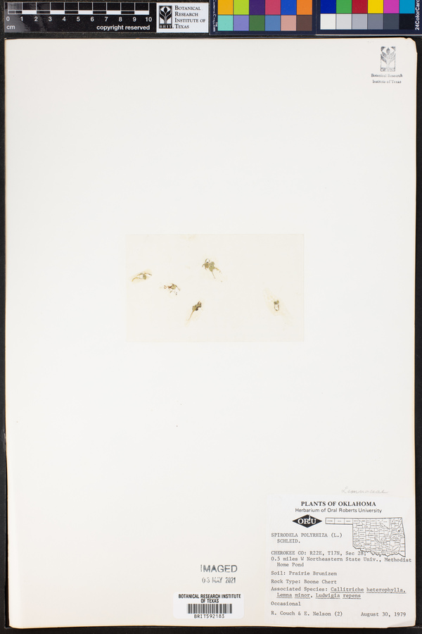 Spirodela polyrhiza image