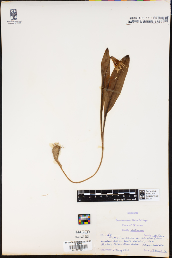 Erythronium albidum var. coloratum image