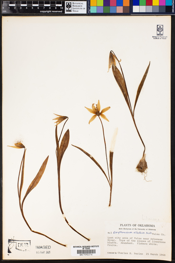 Erythronium albidum image
