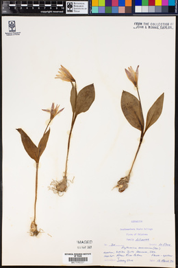 Image of Erythronium americanum