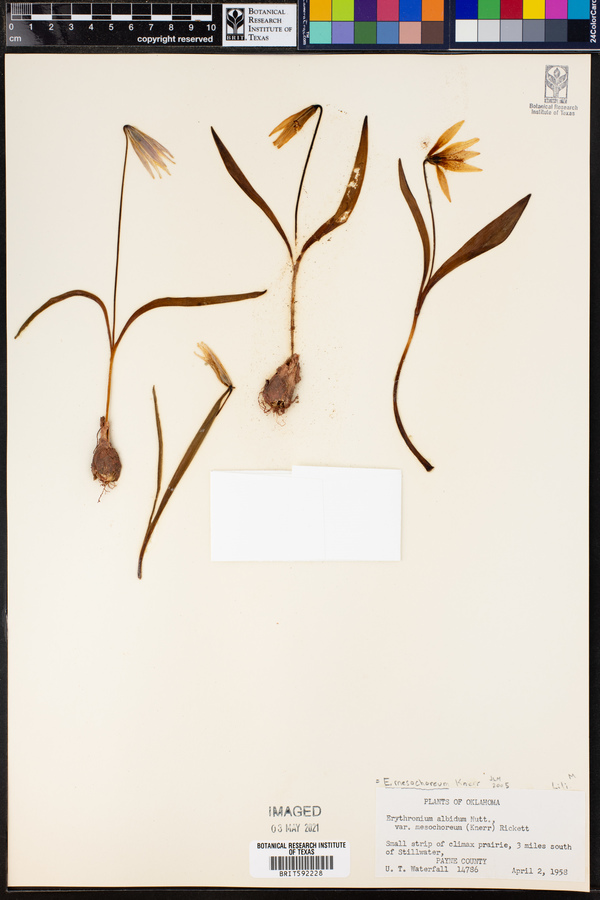 Erythronium mesochoreum image
