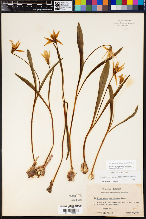 Erythronium mesochoreum image