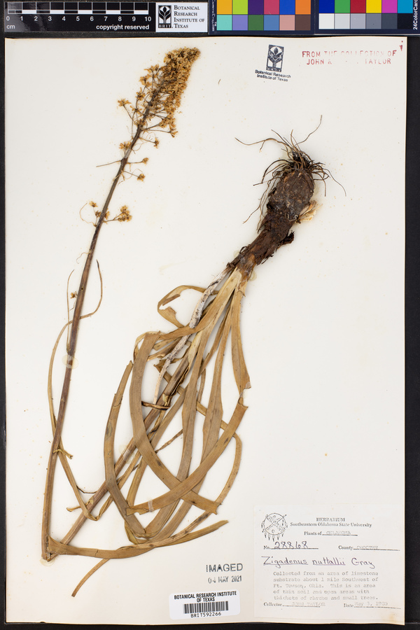 Zigadenus nuttallii image