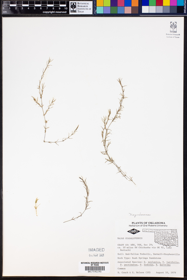 Najas guadalupensis image