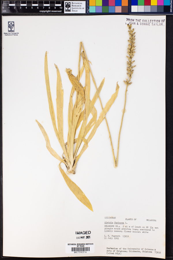 Aletris farinosa image