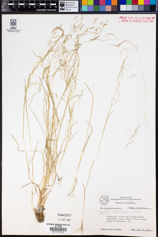 Agrostis elliottiana image