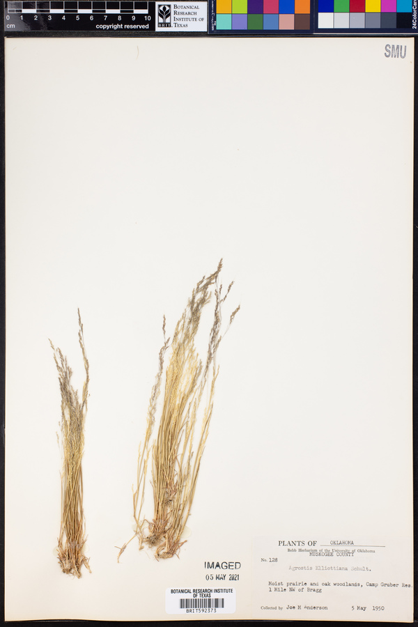 Agrostis elliottiana image