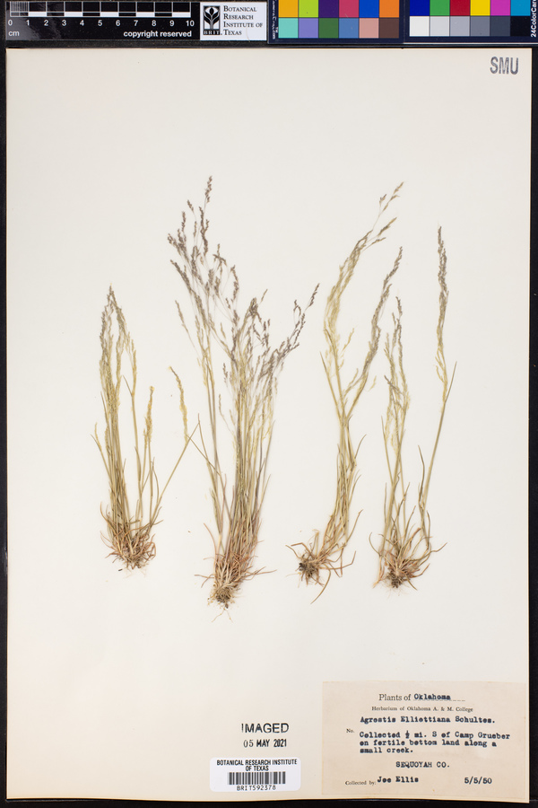 Agrostis elliottiana image