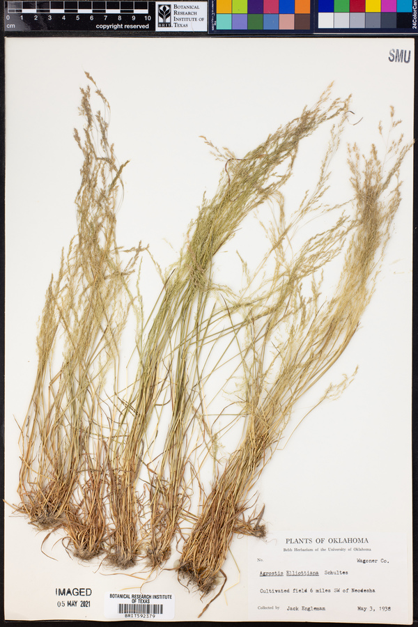 Agrostis elliottiana image