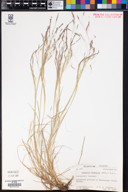 Agrostis hyemalis image