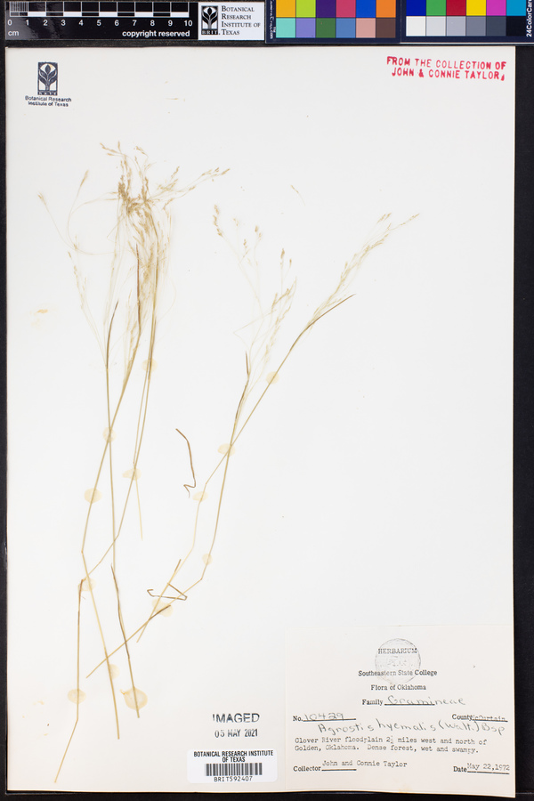 Agrostis hyemalis image