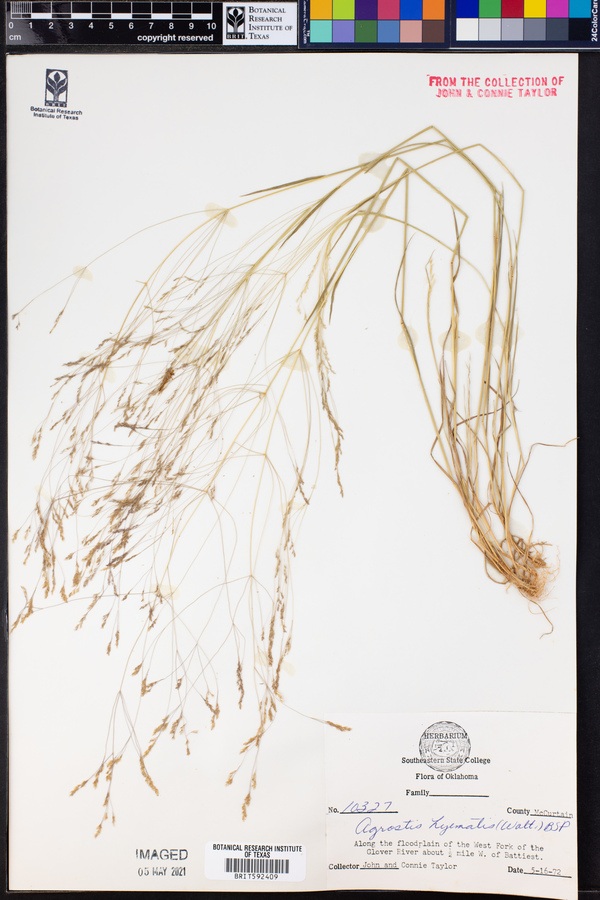 Agrostis hyemalis image