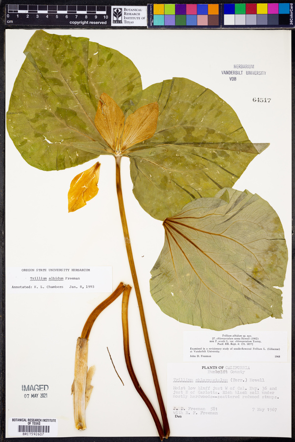 Trillium chloropetalum image