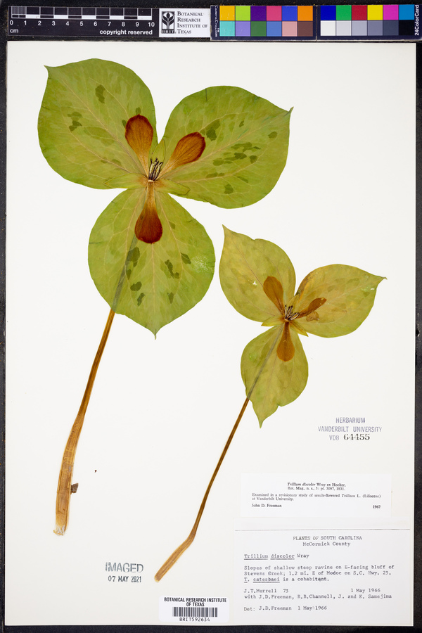 Trillium discolor image