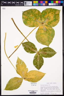 Trillium discolor image