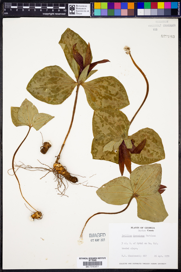 Trillium decumbens image