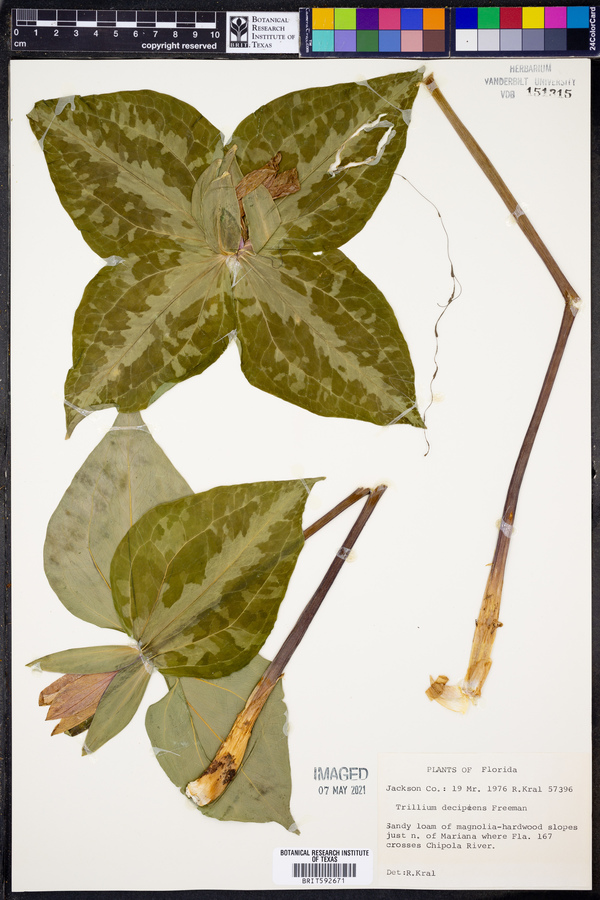 Trillium decipiens image