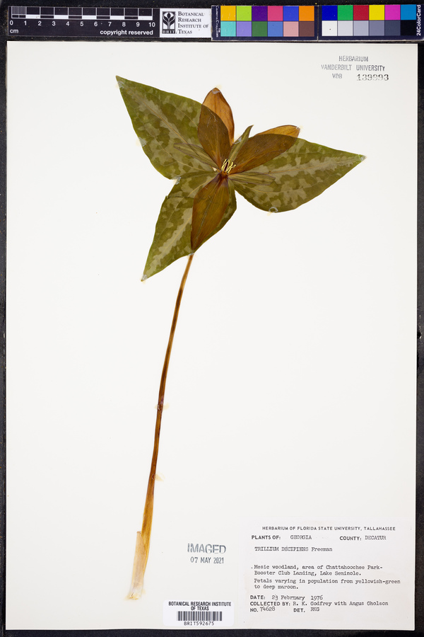 Trillium decipiens image