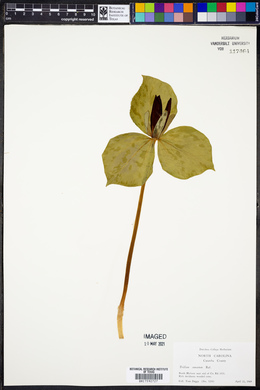 Trillium cuneatum image