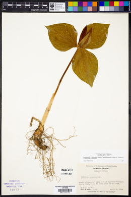 Trillium cuneatum image