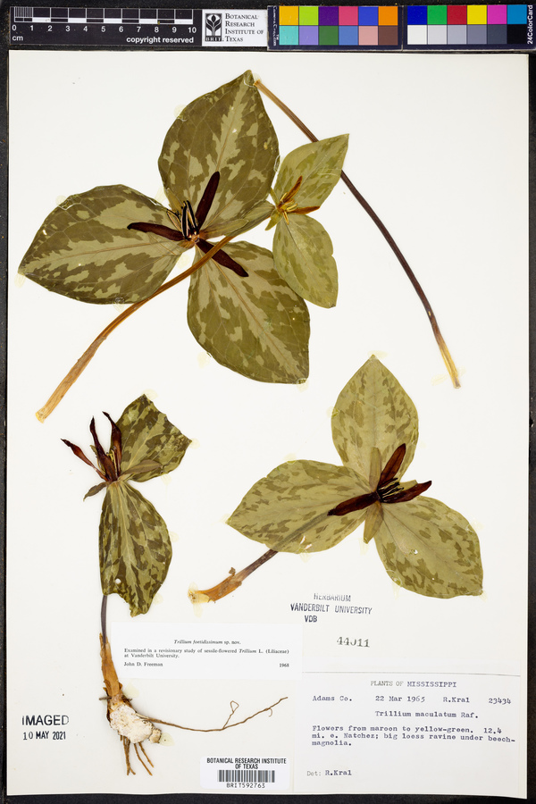 Trillium foetidissimum image