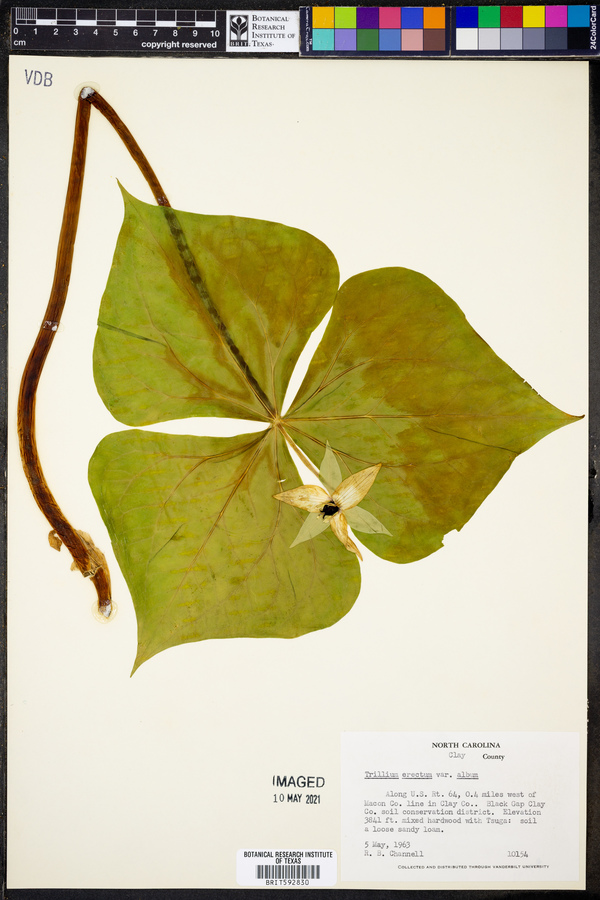 Trillium erectum var. album image