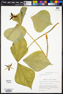 Trillium erectum image