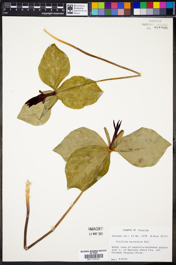 Trillium maculatum image