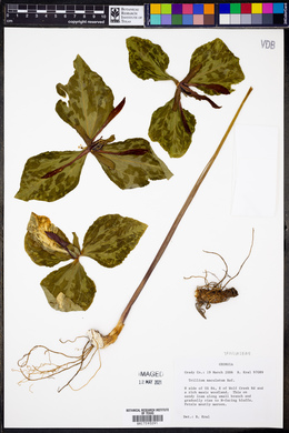 Trillium maculatum image