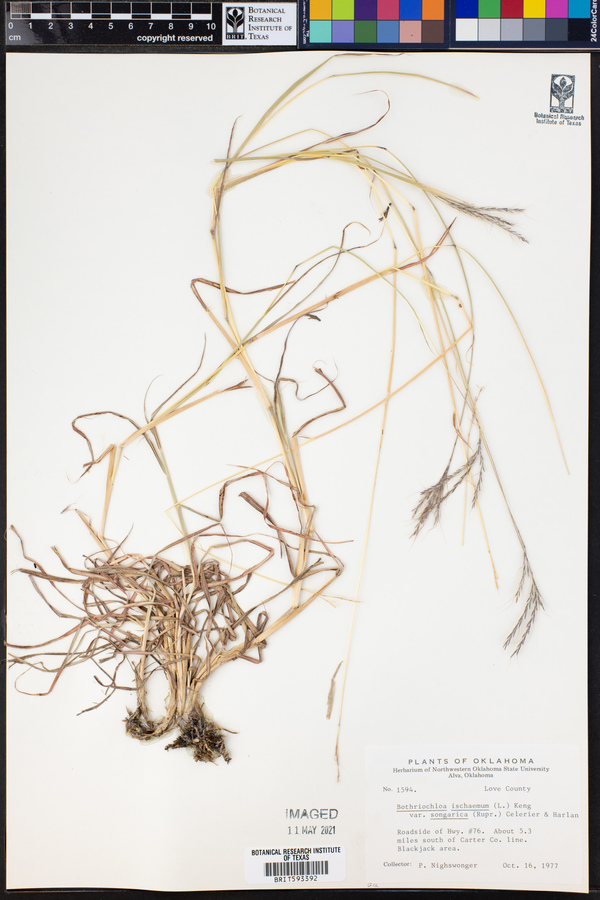Bothriochloa ischaemum var. songarica image
