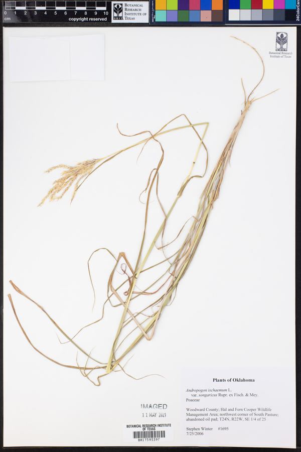 Bothriochloa ischaemum var. songarica image