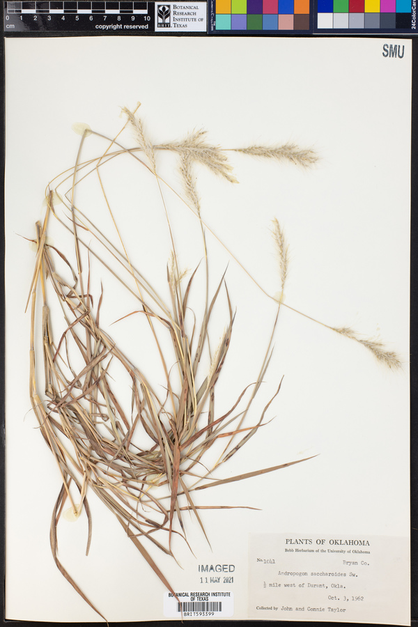 Bothriochloa saccharoides image