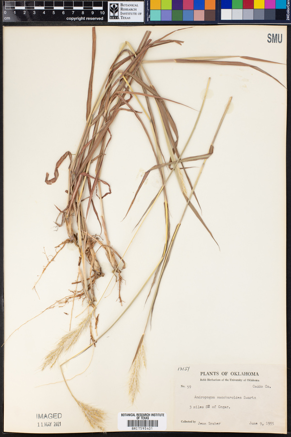 Bothriochloa saccharoides image